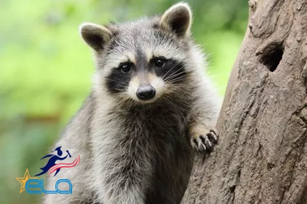 نام حیوانات به زبان آلمانی